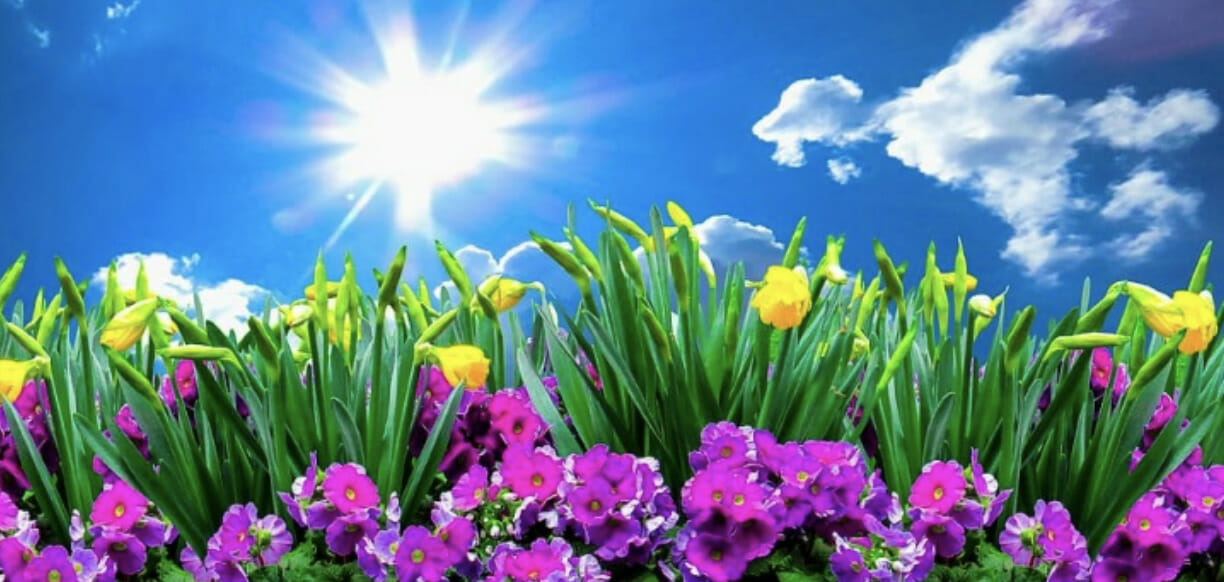 A drawing of flowers